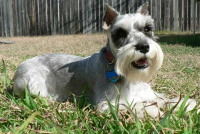 His first grooming, he's awesome!