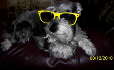 Schnauzer modeling ray-bans