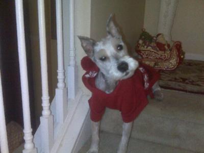 Buster with his Christmas Sweater