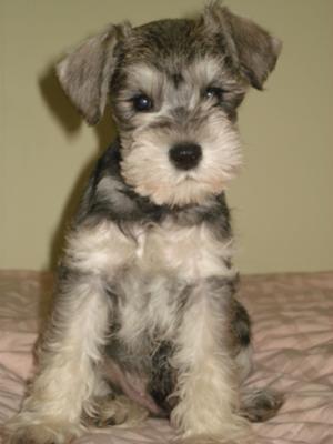 miniature schnauzer puppy