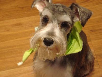 Miniature Schnauzer Butch