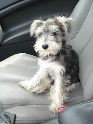 1 year old mini schnauzer