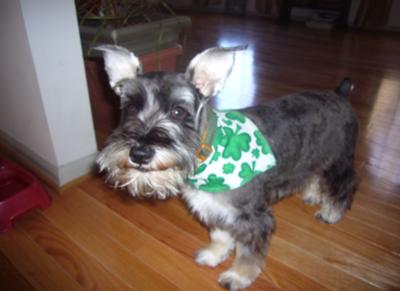 happy schnauzer