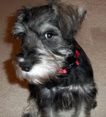 Miniature Schnauzer Charlie Leo 