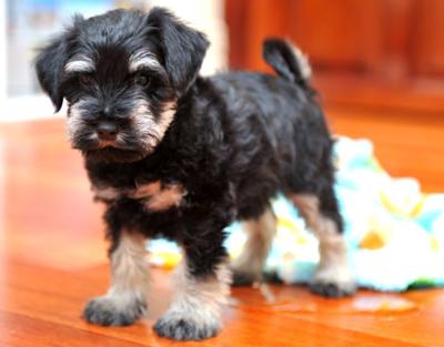 Miniature Schnauzer Puppy, Oops 