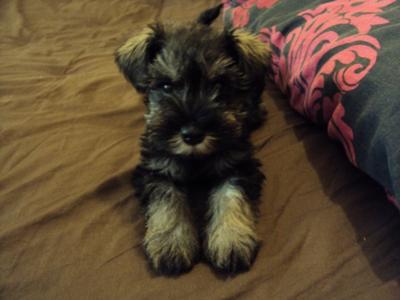 how much to feed 8 week old miniature schnauzer