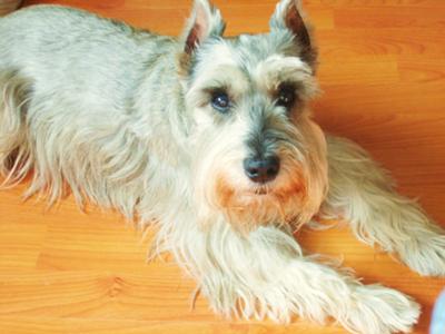 Miniature Schnauzer, Dexter Benjamin