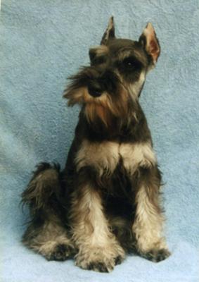 Miniature Schnauzer Dollar at four months