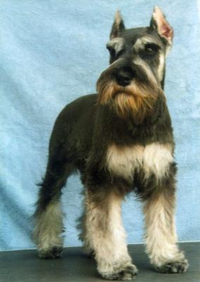 Miniature Schnauzer Dollar also at four months