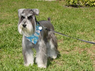 Miniature Schnauzer, Ebenezer looking for Easter eggs!