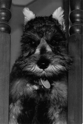 Miniature Schnauzer Eden