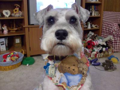 Miniature Schnauzer Fizzy