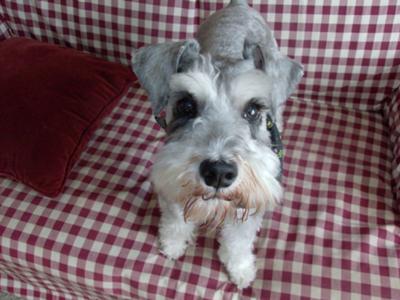 Miniature Schnauzer Fizzy