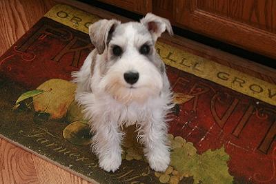 Miniature Schnauzer FLOSSY