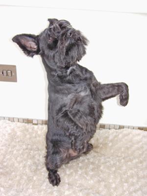 Miniature Schnauzer George