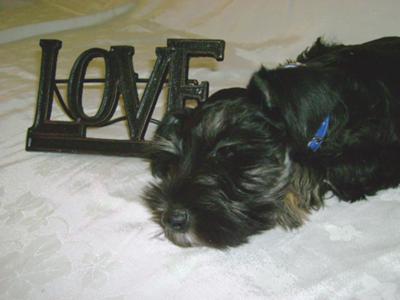 Miniature Schnauzer Ghitta