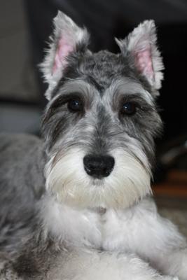 Miniature Schnauzer Gracie