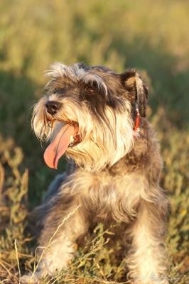 Mini Schnauzer Gracie