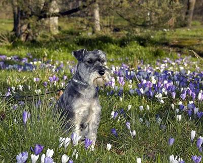 dog friendly garden