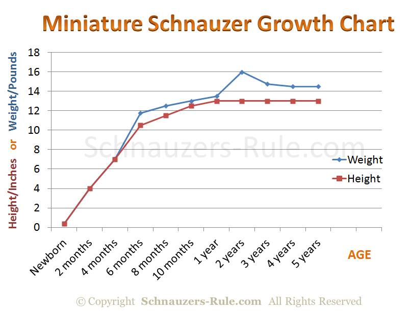 when does a mini schnauzer stop growing