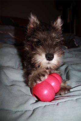 Miniature Schnauzer Puppy