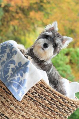 grumpy schnauzer