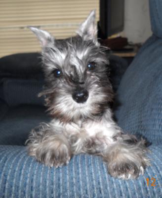 Miniature Schnauzer Izabella