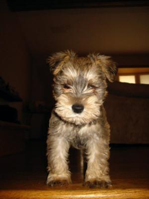 Miniature Schnauzer, or is this a stuffed animal?