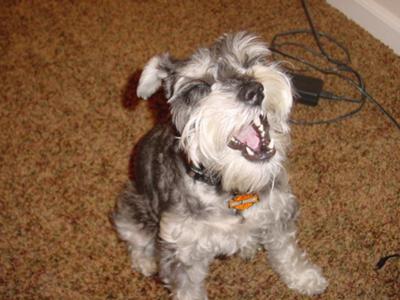 Miniature Schnauzer Jasmine