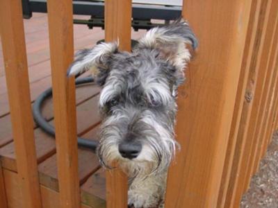 Miniature Schnauzer Jasmine