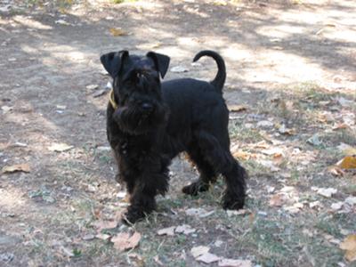 schnauzer with long tail