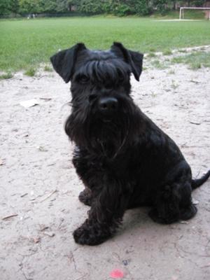 Miniature Schnauzer Johnny