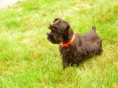 Miniature Schnauzer Puppy