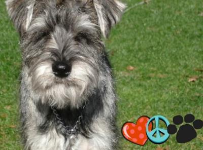 Miniature Schnauzer Kosher 