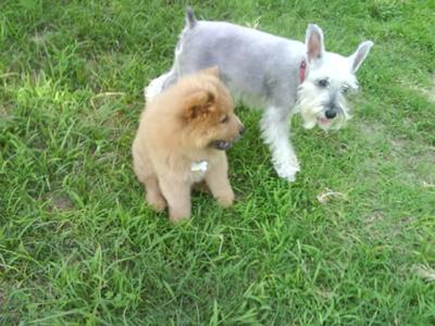 Miniature Schnauzer Lange