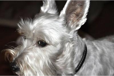 Miniature Schnauzer, Libby