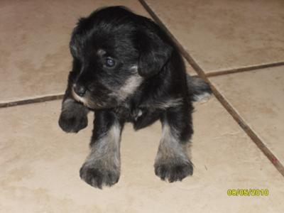 Miniature Schnauzer Puppy Lil Champ