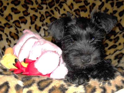 Miniature Schnauzer Lily Bell