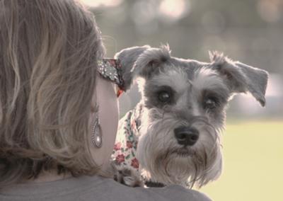 silver mini schnauzer