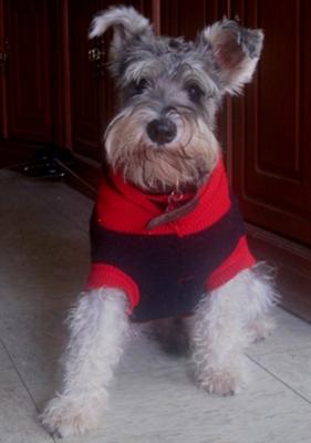 Miniature Schnauzer, Luke