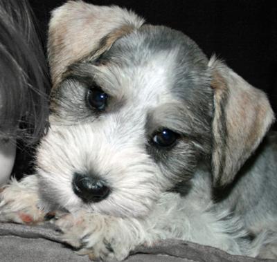 Adorable Schnauzer puppy