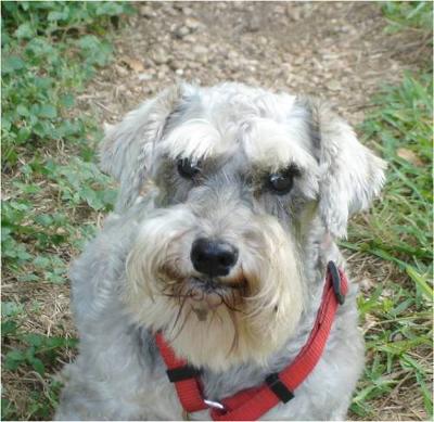 Miniature Schnauzer Maddie, just before being spayed