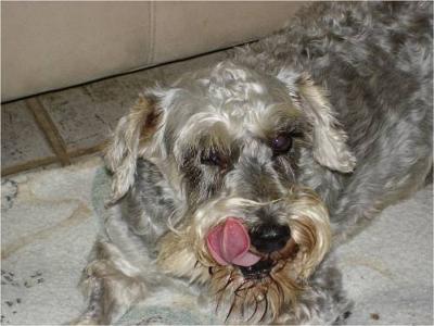 Miniature Schnauzer Maddie after her major dental ordeal