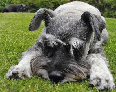 max the schnauzer