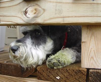 Miniature Schnauzer, Trying to Escape.