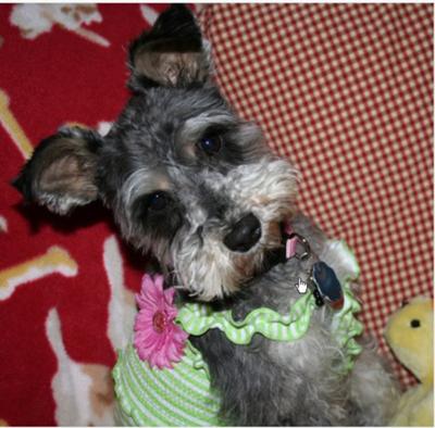 Miniature Schnauzer, Mia in her Easter Dress