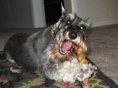 Miniature Schnauzer Miley