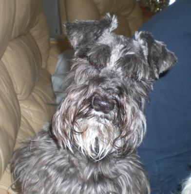 Miniature Schnauzer Molly