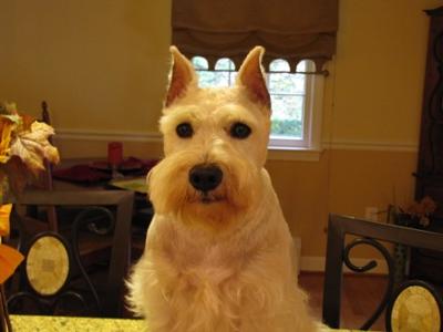 Miniature Schnauzer Murphy