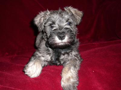 10 week old miniature schnauzer